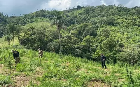 Fiscal�a procedi� a la destrucci�n de 12 toneladas de droga en Concepci�n