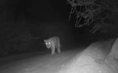 So�ar el jaguar