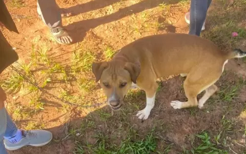 Polic�a Nacional rescat� a "Charly", un perrito que fue azotado por un hombre