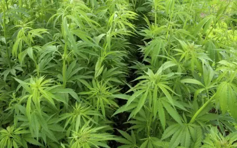 C��amo industrial ser� cultivado por comunidad ind�gena del Chaco