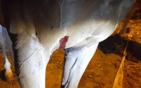 Identifican y detienen a responsable de herir a un caballo durante enfrentamiento entre barrabravas