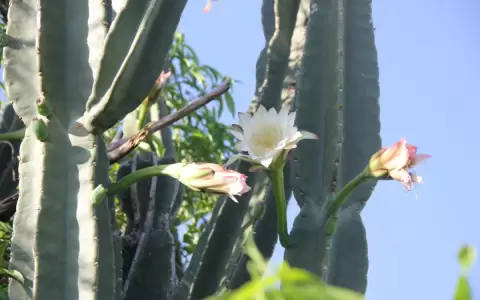 Los cactus, modelos de adaptaci�n y resistencia