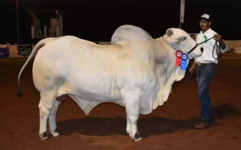 Los grandes campeones Nelore de la Expo Canindey�