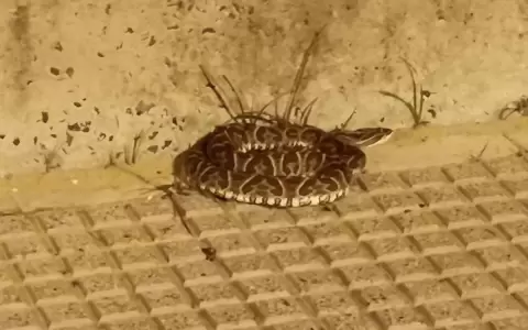 Preocupa aparici�n de serpientes en zonas urbanas