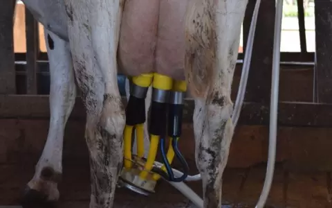 Productores chaque�os "est�n motivados, despu�s de a�os complicados"