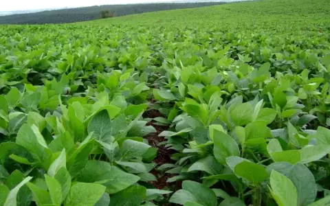 La soja genera importantes beneficios para el peque�o productor