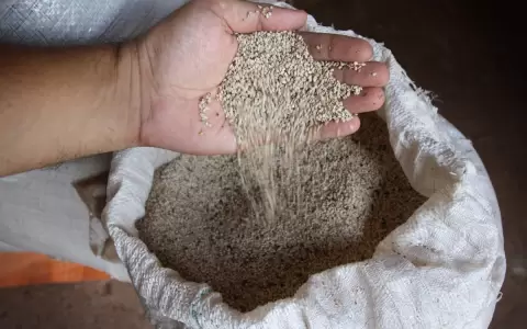 Sesameros apuntan al mercado de Taiw�n