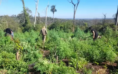 En operativo descubren cultivo, acopio y procesamiento de marihuana en la reserva San Rafael