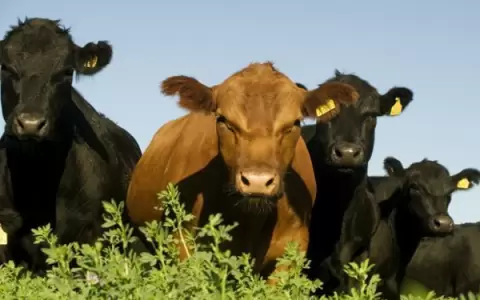 Difundir�n t�cnicas de pastoreo racional intensivo para productores chaque�os