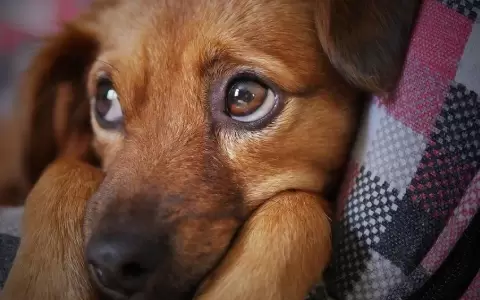 Puro amor: D�a Mundial del Perro Sin Raza