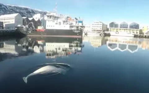 La supuesta ballena "esp�a" rusa est� ahora en aguas suecas