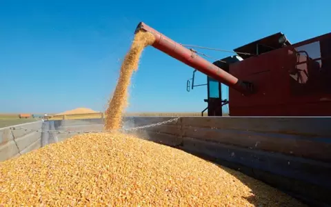 Buen desarrollo del ma�z y la soja zafri�a en el campo.