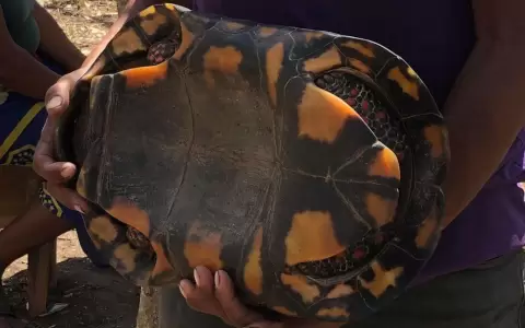 La tortuga de patas rojas