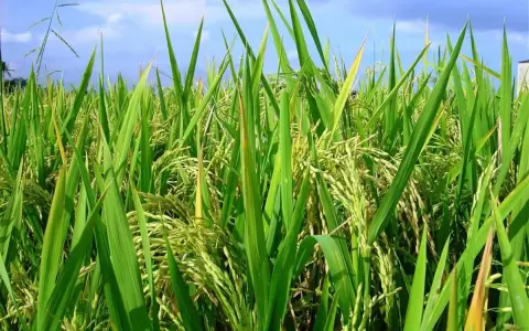 Aumenta la producci�n de arroz en Paraguay impulsando la balanza comercial