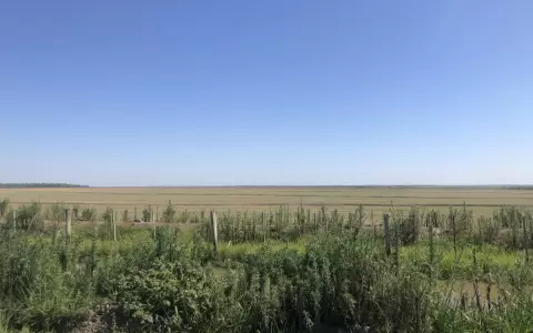 De vuelta por los pastizales del sur