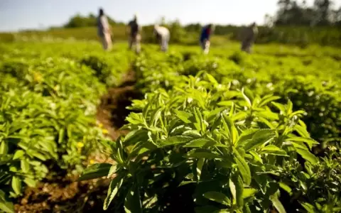 Postura del MAG: alerta de la OMS no afectar�a a la stevia de Paraguay