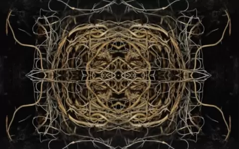Project Room: �Sistema Radicular In_Material�, de Arian Carrillo, en Fundaci�n Texo