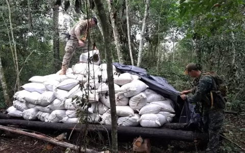 Desmantelan una "ciudadela" de marihuana en Concepci�n