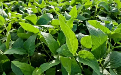 Exportaciones de soja se duplicaron al cierre de abril