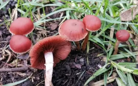 �Jaha katu�, ecolog�as en acci�n: conocer los hongos del Bot�nico