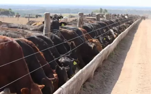 Precio del novillo Mercosur mantiene su tendencia a la baja�