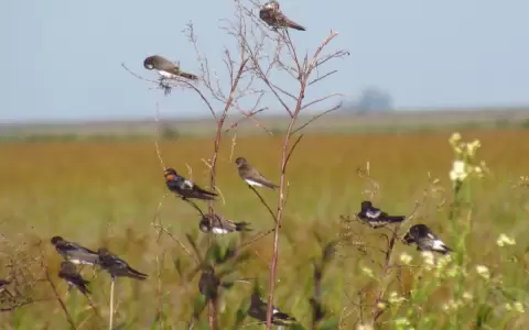 Una golondrina s� hace primavera