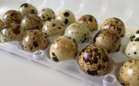 Emprendimiento produce m�s de 11.000 huevos de codorniz semanales