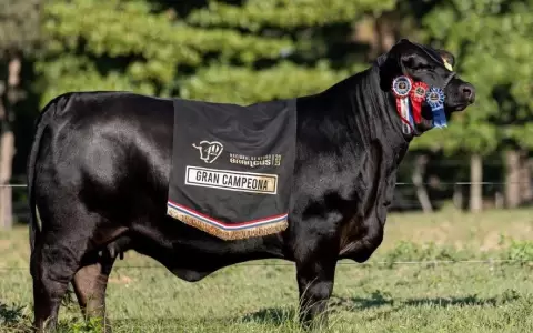 Una vaca Brangus es el animal m�s caro en la historia del Paraguay