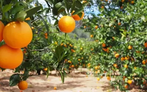 Salud recomienda aprovechar frutas de estaci�n para mejorar el sistema inmunol�gico