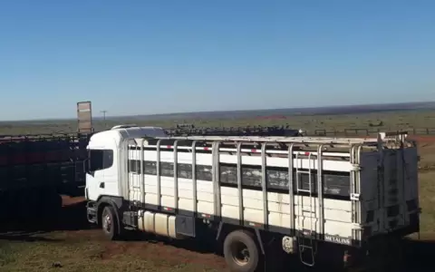 Productividad pecuaria reduce en un 60 % rubro de traslado de animales
