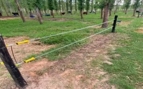 Cercas el�ctricas se imponen sobre el manejo de la ganader�a intensiva