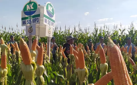 Ma�z zafri�a presenta avance del 60 %