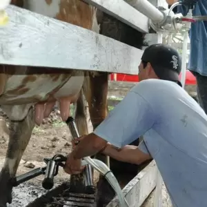 Cooperativas impulsan el 90% de la leche industrializada y el 30% de la carne vacuna exportada
