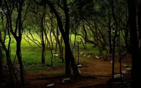 Paraguay es el pa�s m�s verde en Am�rica, seg�n Bloomberg