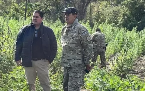 Operativo Alianza XXXVIII inici� con destrucci�n de 21 hect�reas y 2.250 kilos de presunta marihuana
