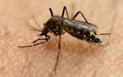 Prueban con �xito nueva vacuna contra la fiebre chikungunya