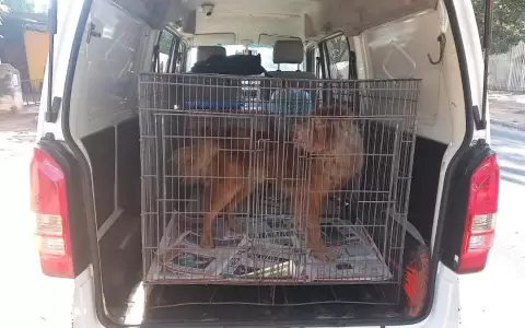 Rescatan a perro que estaba en p�simas condiciones en una vivienda