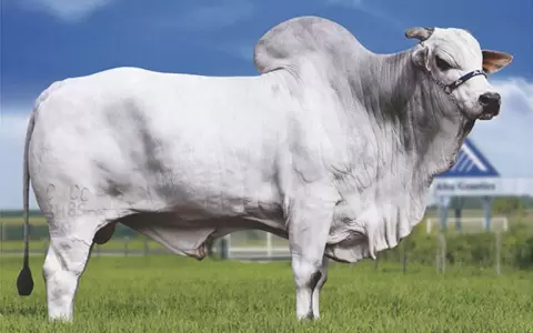 Destacado ejemplar nelore de 1.205 Kg se corona como el animal m�s pesado en la Expo 2023