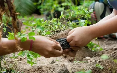 "Plantat�n 5000" pretende sumar miles de �rboles en Asunci�n