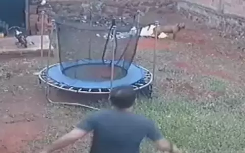 Imputan por maltrato y crueldad a hombre que mat� a un pitbull