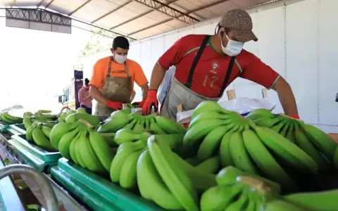 Restricciones argentinas al flete afectan gravemente a los exportadores de bananas
