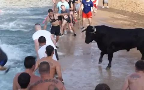 Un toro muere ahogado en Alicante al caer al agua en la fiesta de los 'bous a la mar'