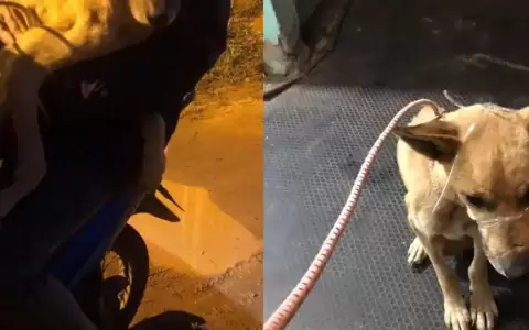 Perro fue atado de patas y hocico y lo metieron en una bolsa