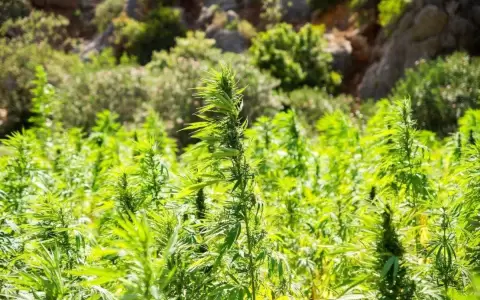 MAG impulsa cultivo de cannabis no psicoactivo para la industria
