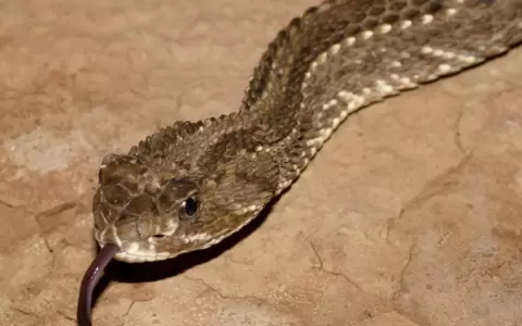 Un cascabel que nos alerta