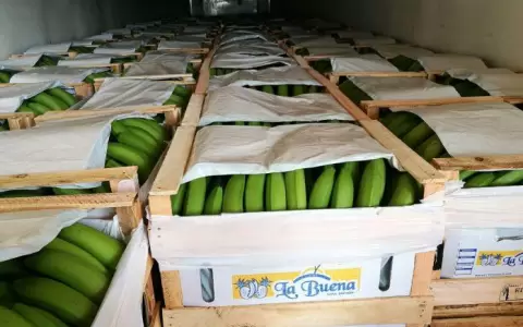 Controles fitosanitarios apuntan a la apertura del mercado chileno para la banana nacional