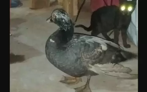 Le robaron a su pata "Juan" y dar� G. 100 mil a quien sepa algo de su mascota