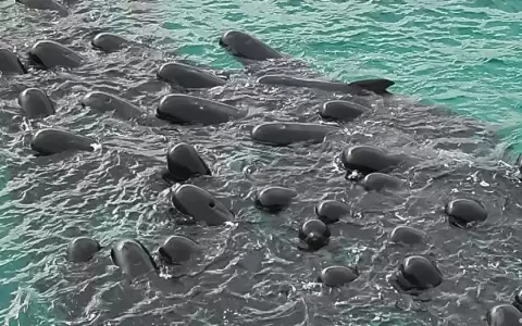 Mueren 51 ballenas piloto tras quedar varadas en Australia