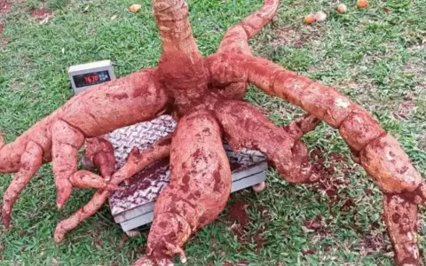 Orgullo familiar: en Itap�a cosechan una mandioca de 76 kilos
