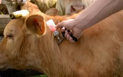 Paraguay empez� a vacunar contra la fiebre aftosa.